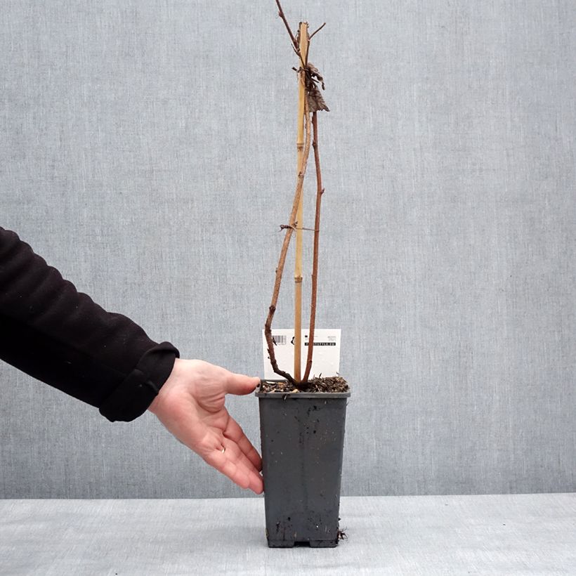 Rubus idaeus Primeberry 'Autumn Happy' 1.5L/2L pot sample as delivered in winter