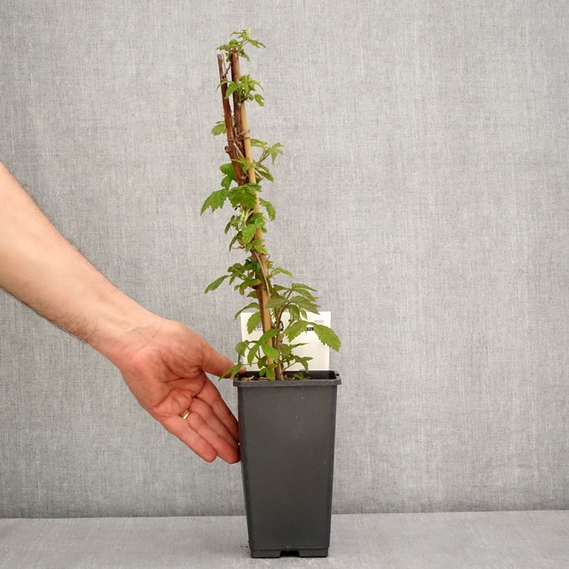 Rubus idaeus Primeberry 'Autumn Happy' 1.5L/2L pot sample as delivered in spring