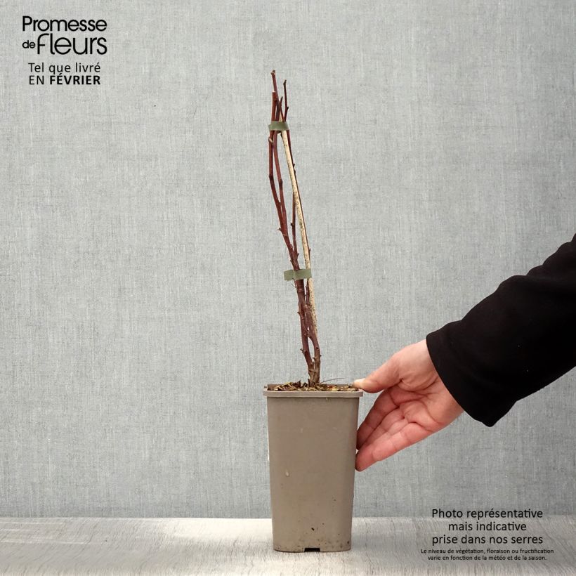 Rubus idaeus Primeberry Autumn Wildy - Raspberry 1.5L/2L pot sample as delivered in winter