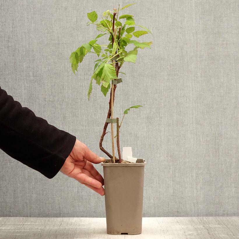 Rubus idaeus Primeberry Autumn Wildy - Raspberry 1.5L/2L pot sample as delivered in spring