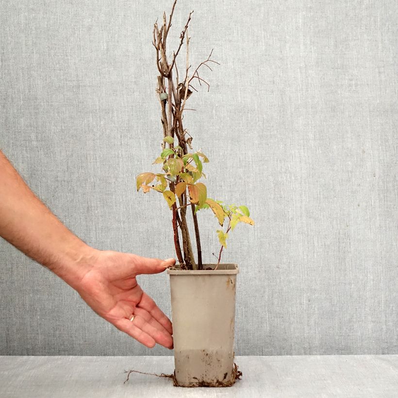 Rubus idaeus Primeberry Autumn Wildy - Raspberry 1.5L/2L pot sample as delivered in autumn