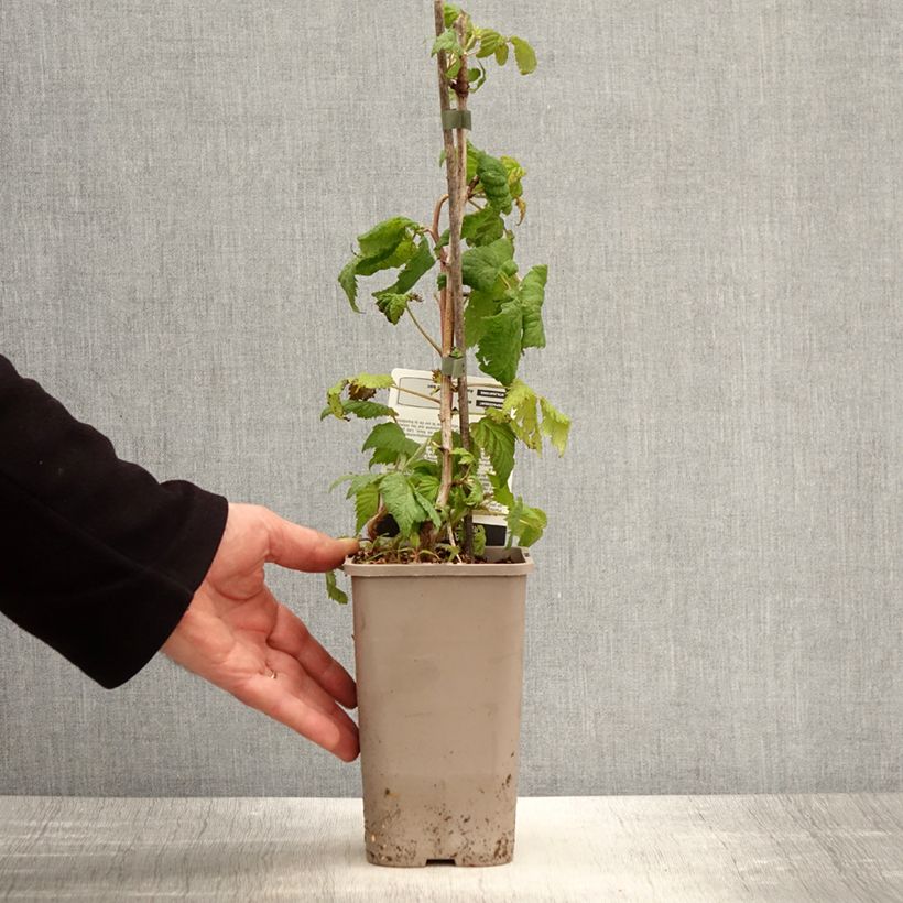 Rubus idaeus 'Bohème' 1.5L/2L pot, Clump sample as delivered in spring