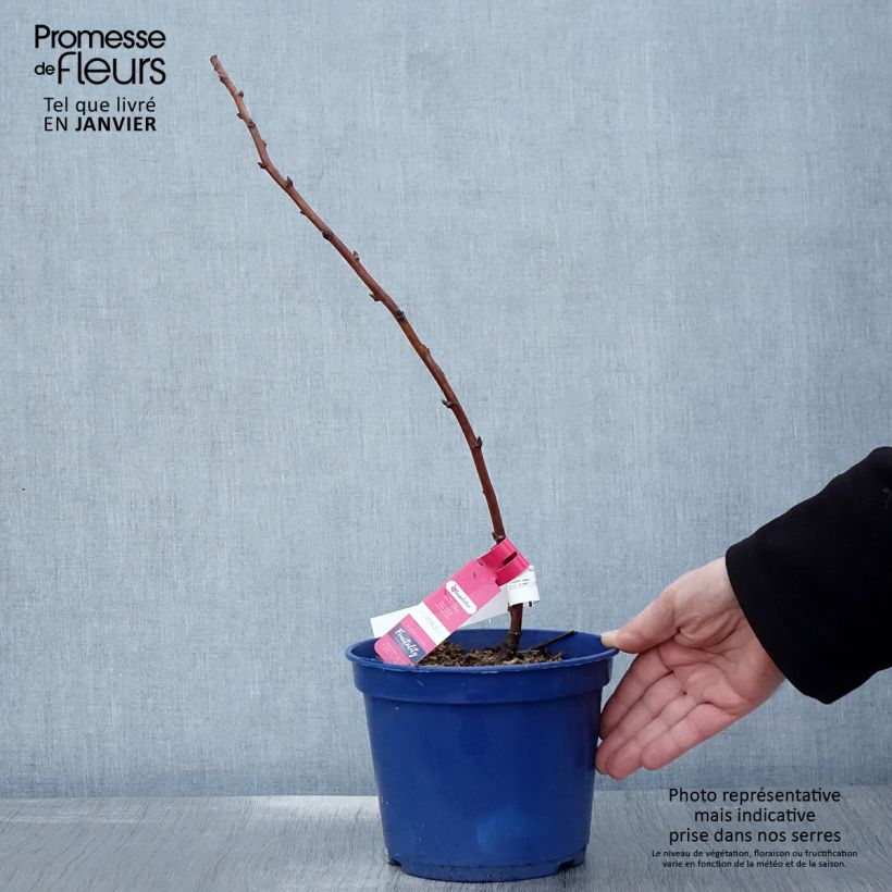 Raspberry Frambelise Everbearing) - Rubus idaeus 2L/3L pot, Clump sample as delivered in winter