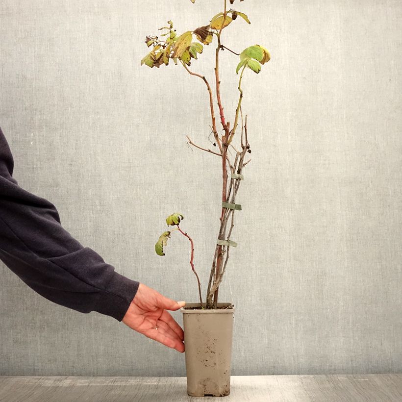 Rubus idaeus Primeberry 'Autumn Chef' 1.5L/2L pot, Clump sample as delivered in autumn