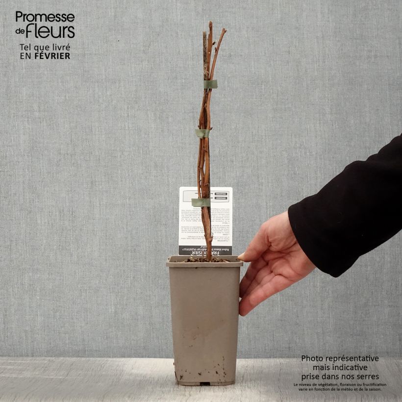 Raspberry Schlaraffia Plentiful - Rubus idaeus 1.5L/2L pot, Clump sample as delivered in winter