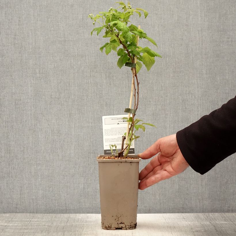 Raspberry Schlaraffia Plentiful - Rubus idaeus 1.5L/2L pot, Clump sample as delivered in spring