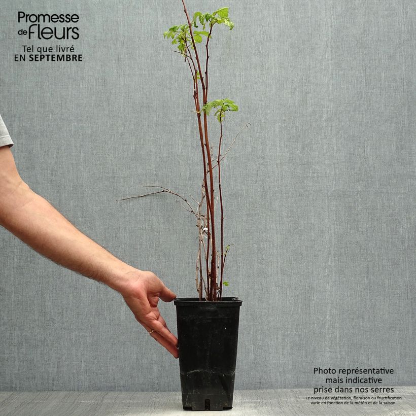 Raspberry September - Rubus idaeus 2L/3L pot, Clump sample as delivered in autumn