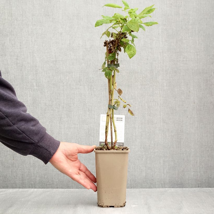 Raspberry Schlaraffia Plentiful - Rubus idaeus 1.5L/2L pot, Clump sample as delivered in autumn