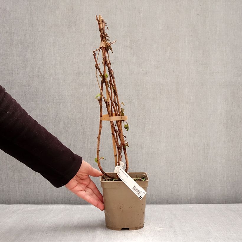 Rubus idaeus Sumo 2 - Raspberry 2L/3L pot, Clump sample as delivered in winter