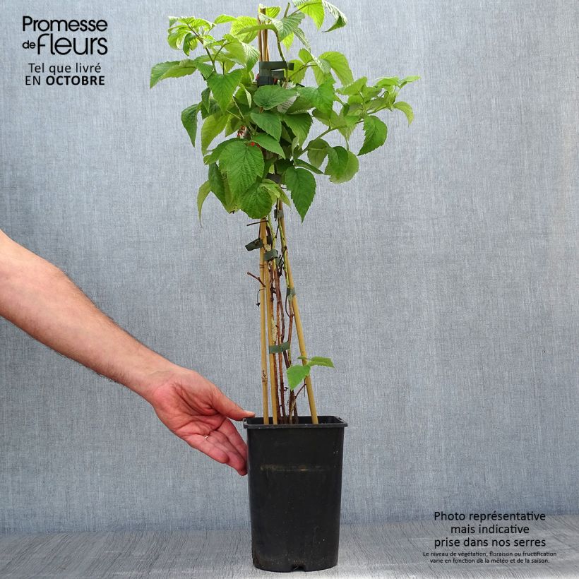 Raspberry Tulameen - Rubus idaeus 2L/3L pot, Bush sample as delivered in autumn
