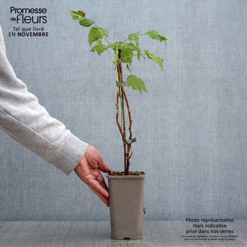 Rubus idaeus (Twotimer) 'Allyouneed' 1.5L/2L pot sample as delivered in autumn