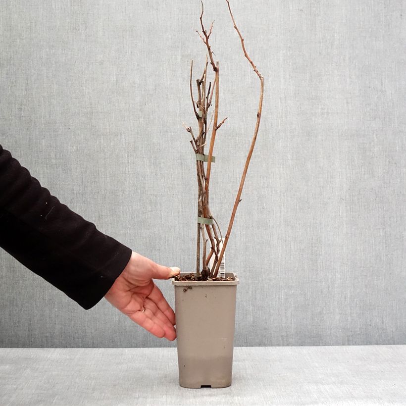 Rubus idaeus (Twotimer) 'Allyouneed' 1.5L/2L pot sample as delivered in winter