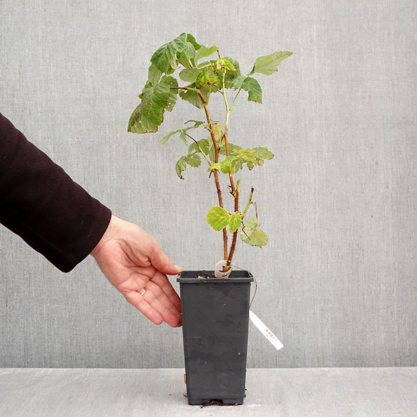 Raspberry Valentina - Rubus idaeus 1.5L/2L pot, Clump sample as delivered in autumn