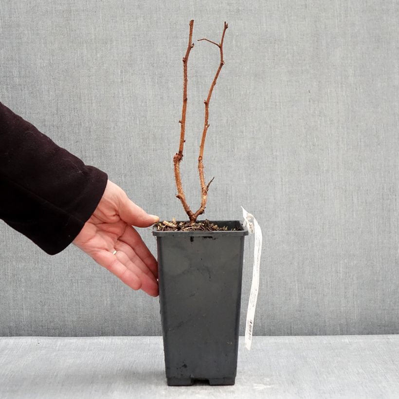 Raspberry Valentina - Rubus idaeus 1.5L/2L pot, Clump sample as delivered in winter