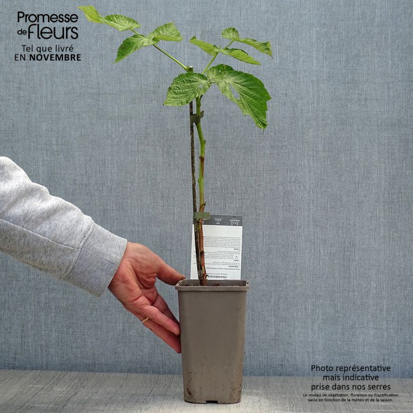 Rubus idaeus Versailles - Raspberry 1L/1.5L pot, Clump sample as delivered in autumn