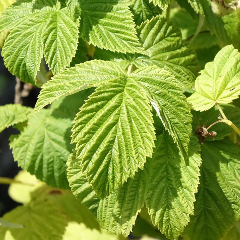 Raspberry Violette - Rubus idaeus (Foliage)