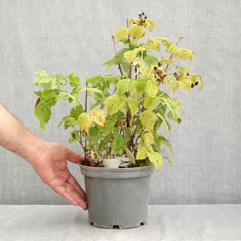Raspberry Violette - Rubus idaeus 3L/4L pot sample as delivered in summer