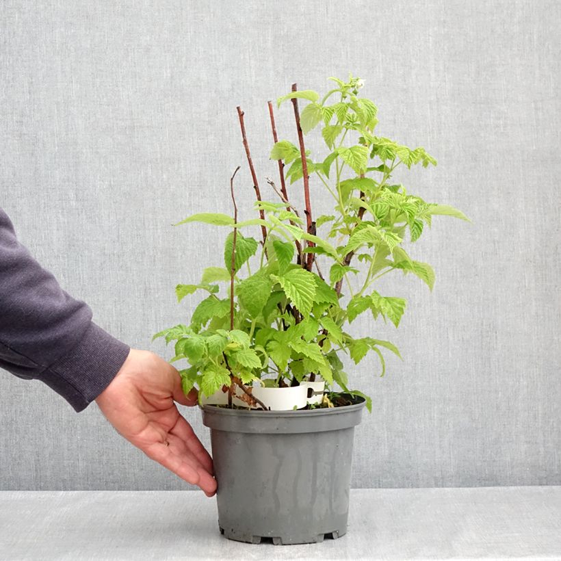Raspberry Violette - Rubus idaeus 3L/4L pot sample as delivered in spring