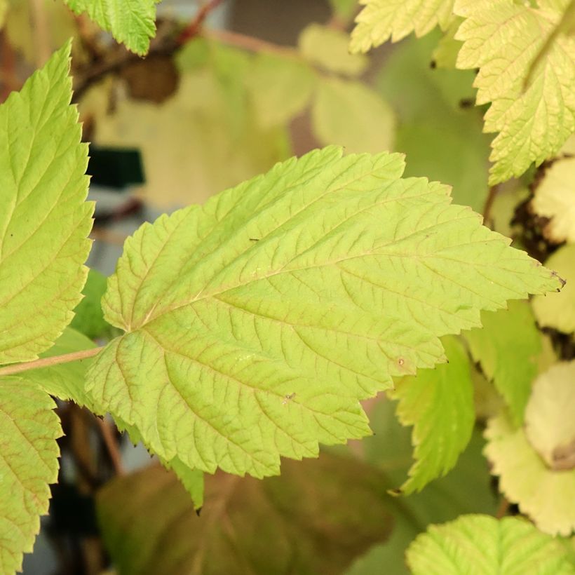 Raspberry Zeva Herfsternte B - Rubus idaeus (Foliage)