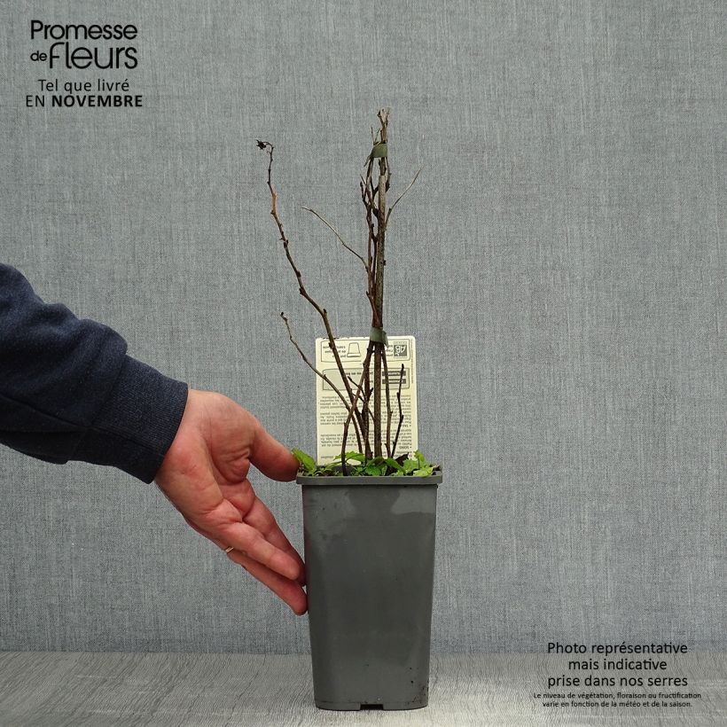 Raspberry Zeva Herfsternte B - Rubus idaeus 1.5L/2L pot, Clump sample as delivered in autumn