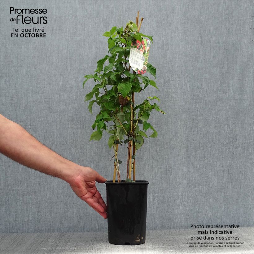 Raspberry Zeva Herfsternte - Rubus idaeus 1.5L/2L pot, Clump sample as delivered in autumn