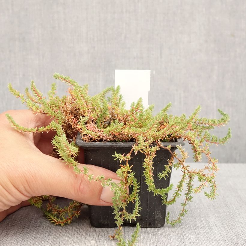 Frankenia laevis 8/9 cm pot sample as delivered in autumn