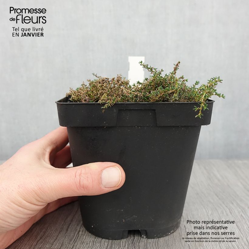 Frankenia laevis 2L/3L pot sample as delivered in winter