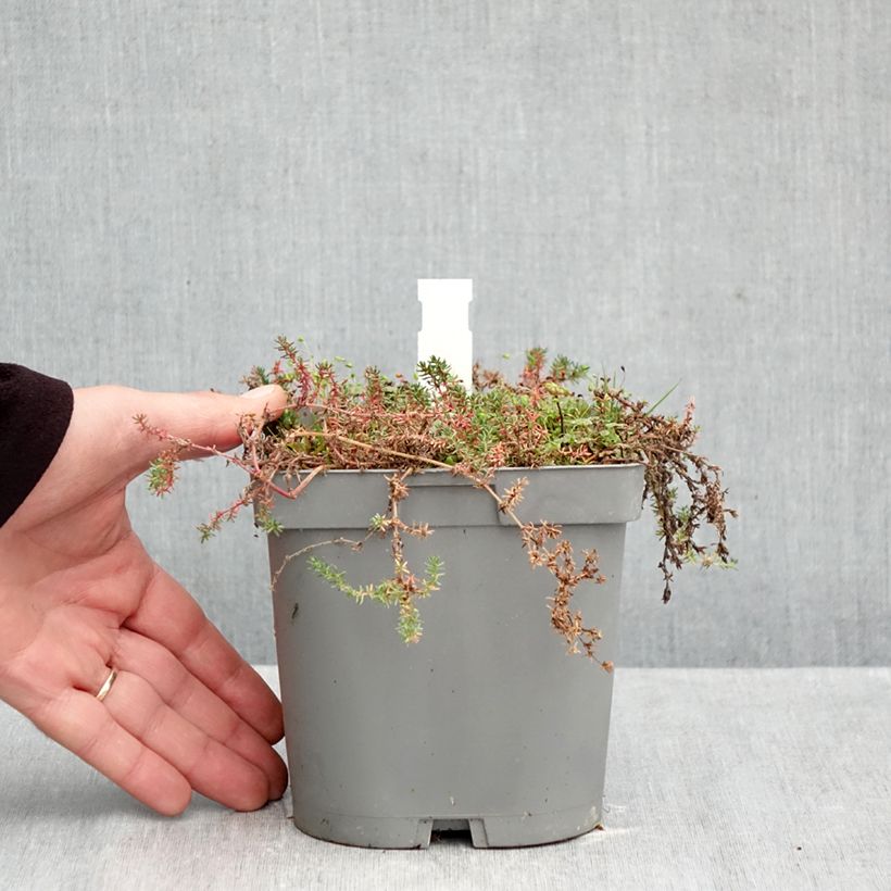 Frankenia laevis 2L/3L pot sample as delivered in autumn