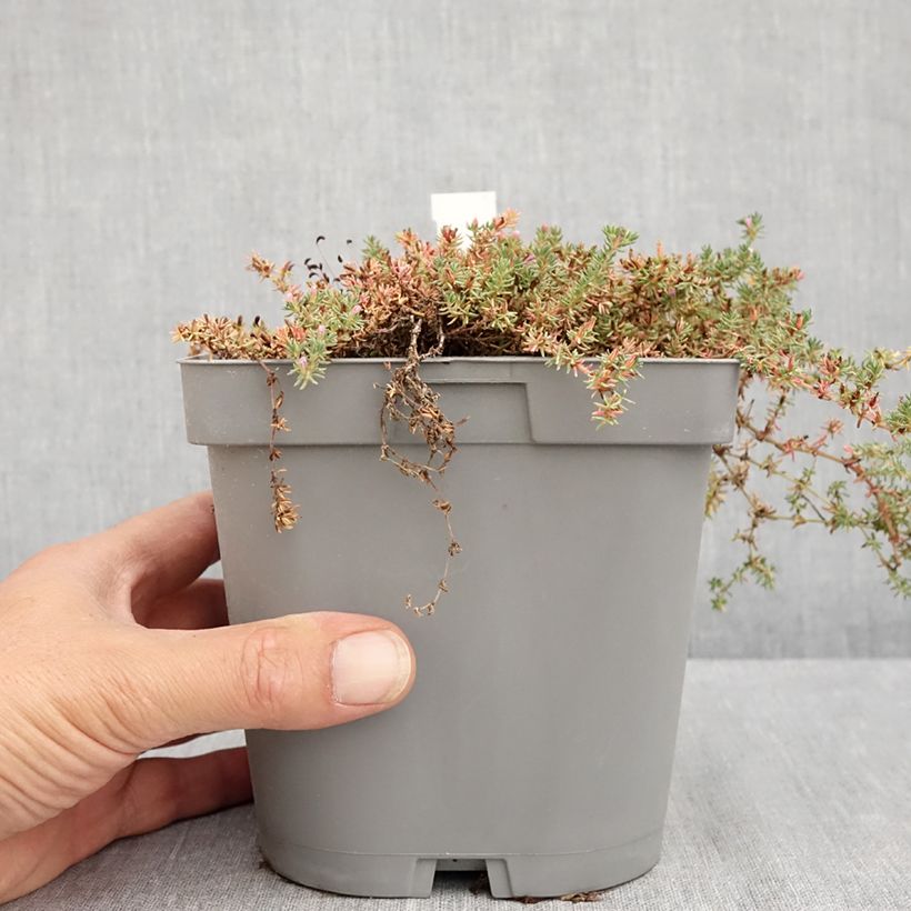 Frankenia laevis 2L/3L pot sample as delivered in summer