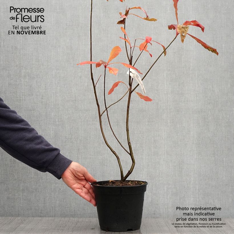 Franklinia alatamaha 4L/5L pot sample as delivered in autumn