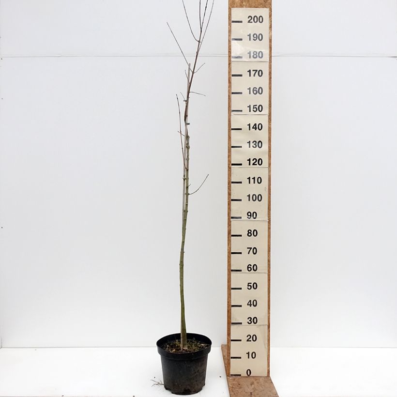 Fraxinus americana Hunky Punk - American Ash 7.5L/10L pot sample as delivered in winter