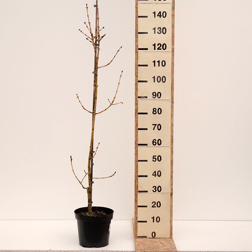 Fraxinus excelsior Allgold - Common Ash 7.5L/10L pot sample as delivered in winter