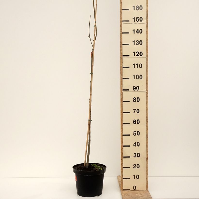 Fraxinus excelsior Foliis Aureis - Ash 7.5L/10L pot sample as delivered in winter