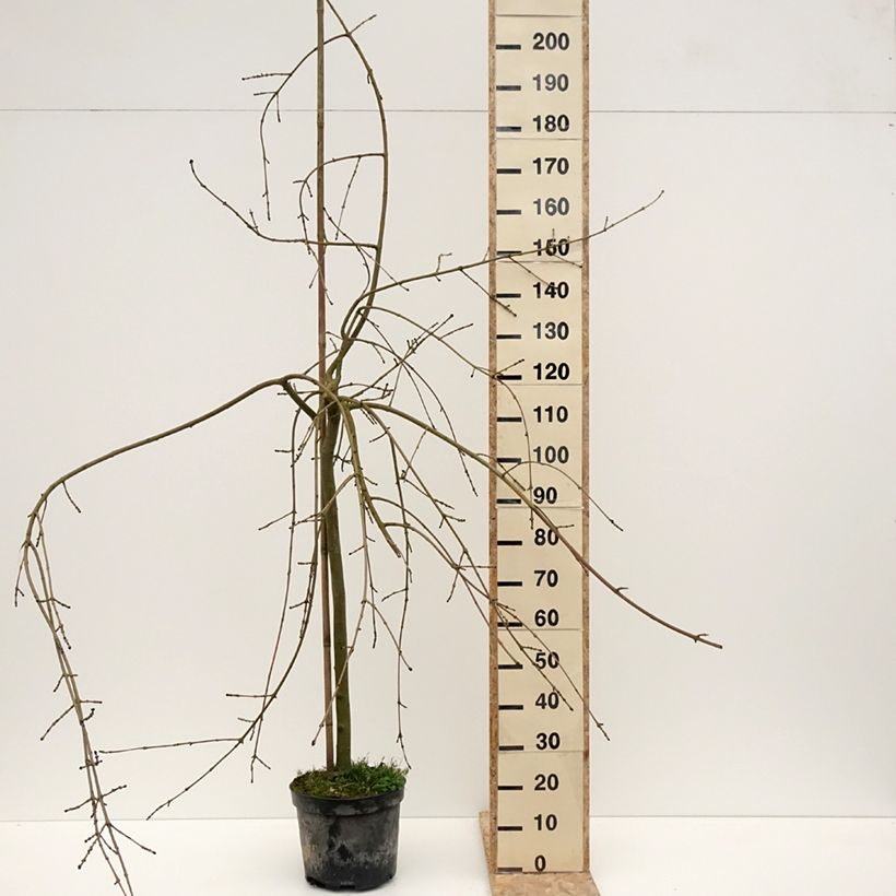 Fraxinus excelsior Heterophylla Pendula - Weeping ash 7.5L/10L pot sample as delivered in winter