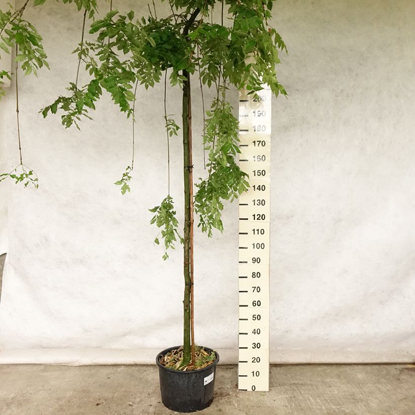 Fraxinus excelsior Pendula - Ash 30L/35L pot sample as delivered in summer