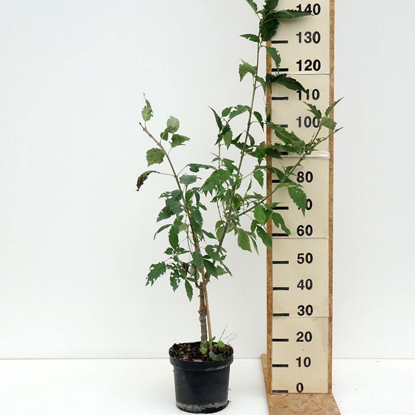 Fraxinus excelsior Zygmunt Krasiński - Ash 7.5L/10L pot sample as delivered in summer