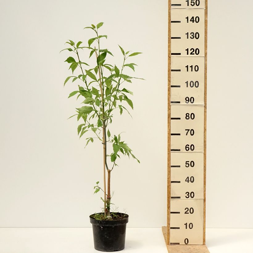 Fraxinus excelsior Zygmunt Krasiński - Ash 7.5L/10L pot sample as delivered in spring