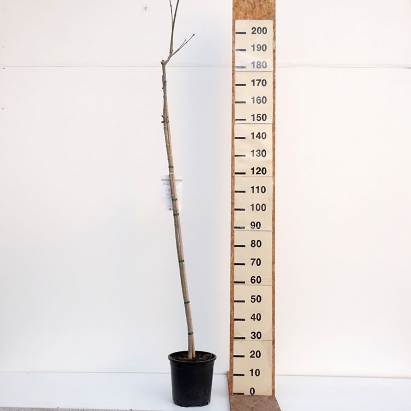 Fraxinus ornus - Manna Ash 7.5L/10L pot sample as delivered in winter