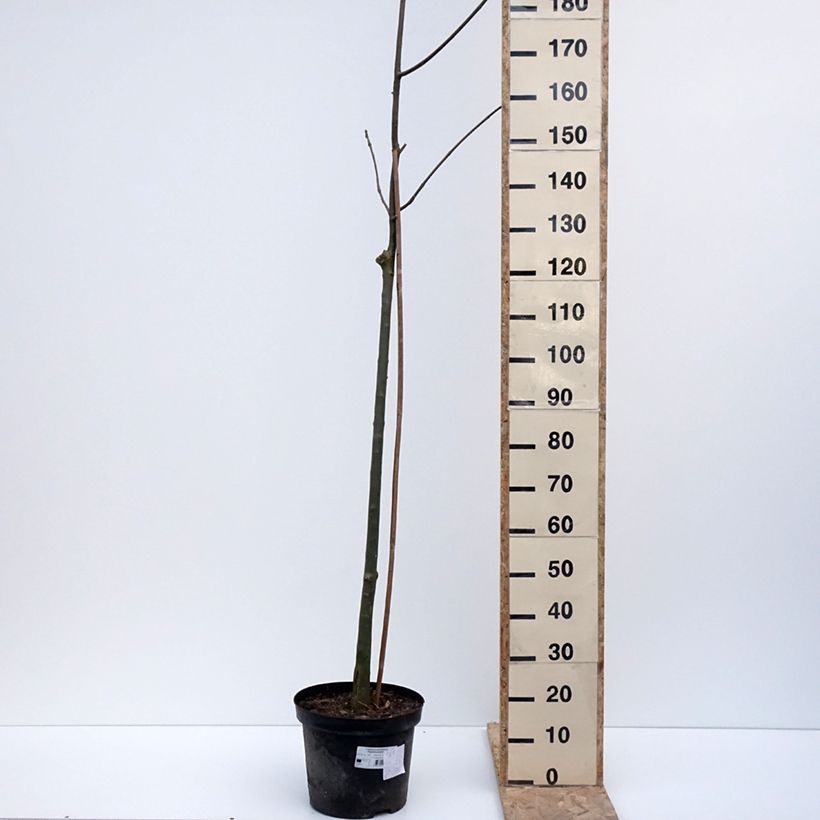 Fraxinus pennsylvanica Argenteomarginata - Ash 7.5L/10L pot sample as delivered in winter