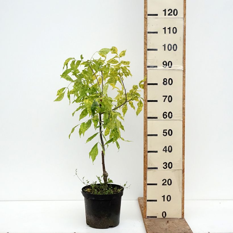 Fraxinus pennsylvanica - Green Ash Aucubifolia 7.5L/10L pot, Standard sample as delivered in spring