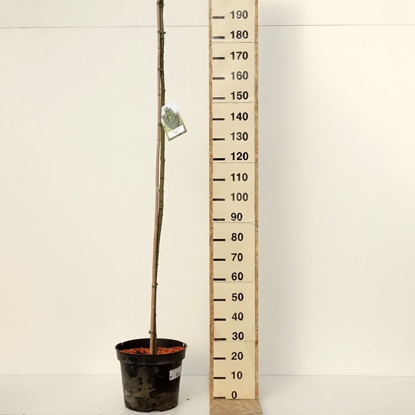 Fraxinus pennsylvanica Crispa - Green ash 30L/35L pot sample as delivered in winter