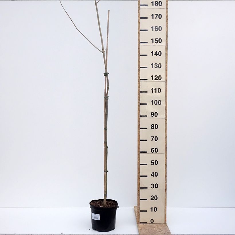 Fraxinus spaethiana - Ash 7.5L/10L pot sample as delivered in winter