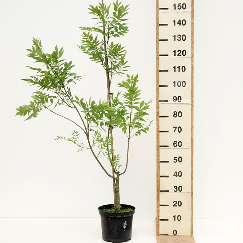 Fraxinus excelsior Argenteovariegata 7.5L/10L pot sample as delivered in spring