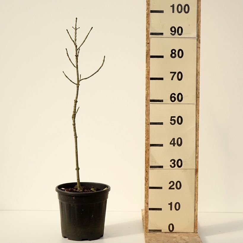 Fraxinus excelsior Abiona 7.5L/10L pot sample as delivered in winter