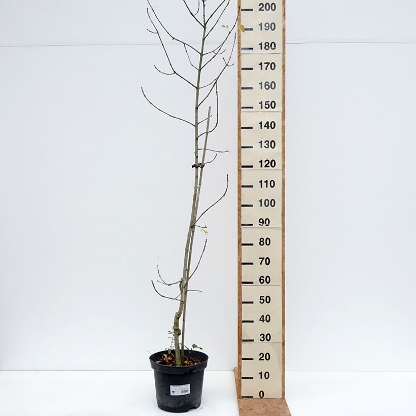 Fraxinus angustifolia Variegata - Ash 7.5L/10L pot sample as delivered in autumn