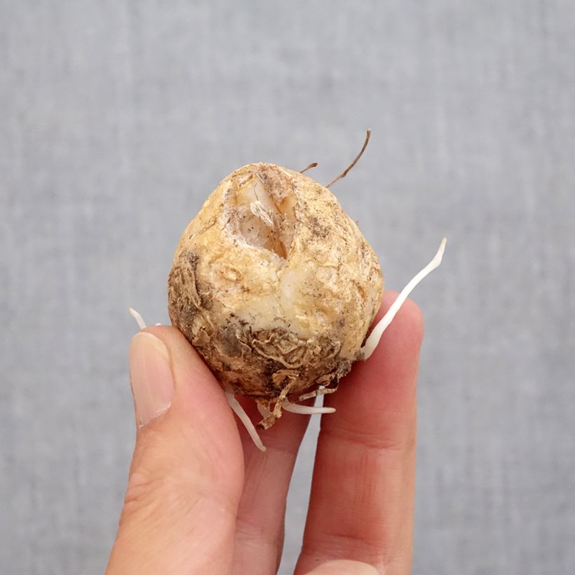 Fritillaria imperialis Bach Bulb size 14+ sample as delivered in autumn