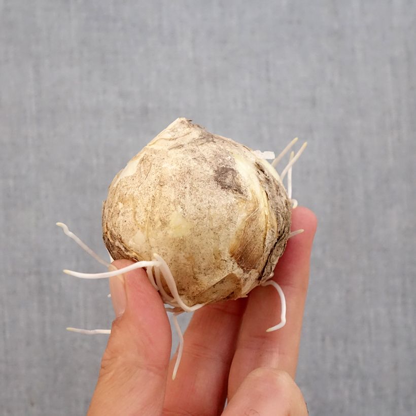 Fritillaria 'Early Sensation' Bulb size 18+ sample as delivered in autumn