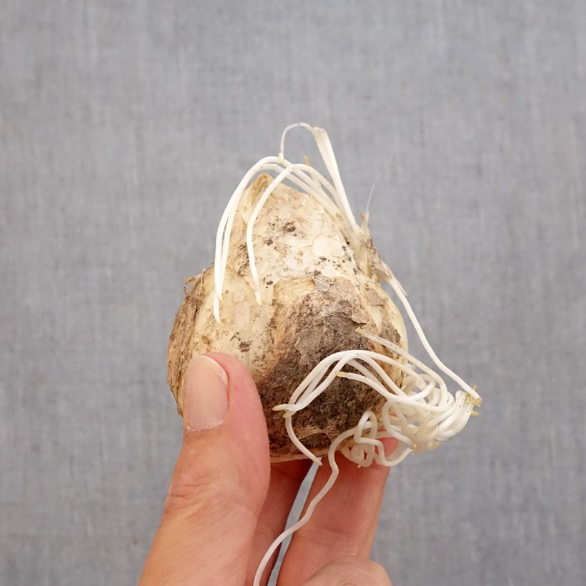 Fritillaria imperialis Lutea Bulb size 20+ sample as delivered in autumn