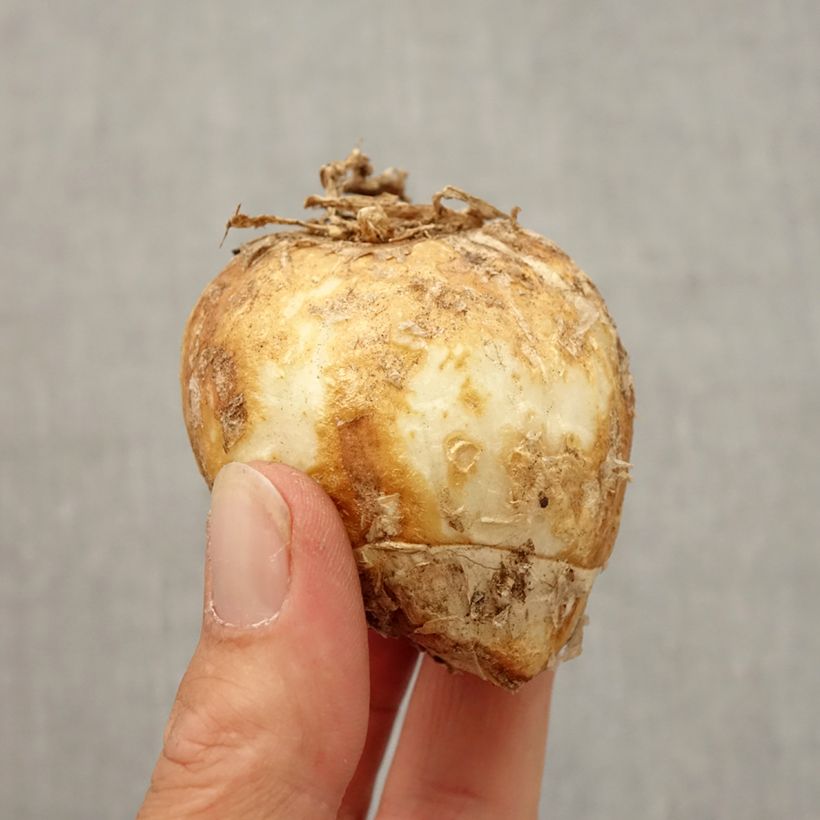 Fritillaria imperialis Striped Beauty Bulb size 20/24 sample as delivered in autumn