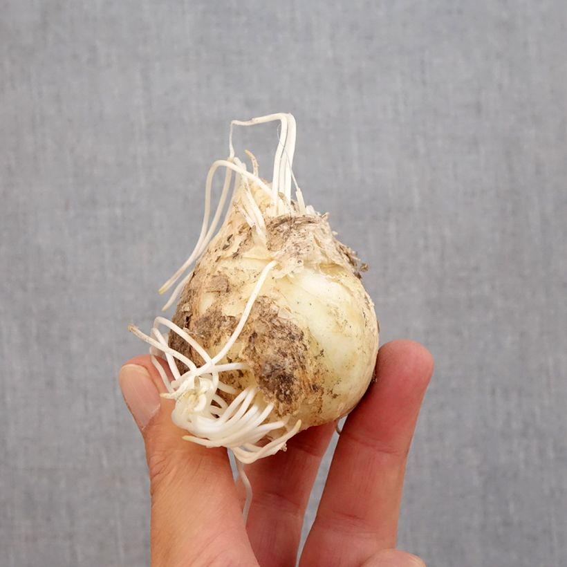 Fritillaria persica Adiyaman Bulb size 20+ sample as delivered in autumn